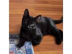 Sergeant Pepper, Domestic Shorthair For Adoption In Los Angeles, California