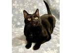 Kuro, Domestic Shorthair For Adoption In Manitou Springs, Colorado