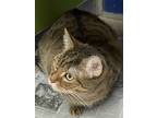 Sweet Tart, Domestic Shorthair For Adoption In Philadelphia, Pennsylvania