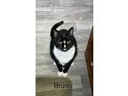 Bruno, Domestic Shorthair For Adoption In High Springs, Florida