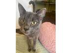 Dolly, Russian Blue For Adoption In Los Angeles, California