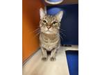 Sailor, Domestic Shorthair For Adoption In Philadelphia, Pennsylvania