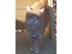 Micah (affectionate), Domestic Shorthair For Adoption In Perrysville, Ohio