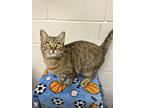 Harper, Domestic Shorthair For Adoption In Uvalde, Texas