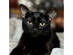 Ebony, Domestic Shorthair For Adoption In Tampa, Florida