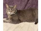 Katniss, Domestic Shorthair For Adoption In Los Angeles, California