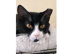 Suzyq, Domestic Shorthair For Adoption In Oradell, New Jersey