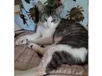 Yvonne, Domestic Shorthair For Adoption In Los Angeles, California