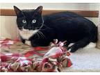 Scampy, Domestic Shorthair For Adoption In Oradell, New Jersey