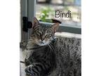 Bindi, Domestic Shorthair For Adoption In High Springs, Florida