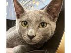 Harry, Russian Blue For Adoption In High Springs, Florida