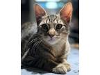 Gizmo, Domestic Shorthair For Adoption In High Springs, Florida