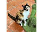 Mistletoe, Calico For Adoption In Uvalde, Texas