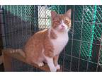 Matthew (love Bug), Domestic Shorthair For Adoption In Perrysville, Ohio