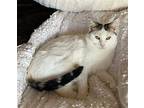 Paloma, Turkish Van For Adoption In Los Angeles, California