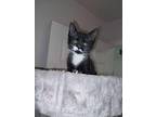 Kittens, Domestic Shorthair For Adoption In Staten Island, New York