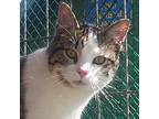 Reggie (sweet Kitten), Domestic Shorthair For Adoption In Perrysville, Ohio