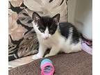 Clarabelle, Domestic Shorthair For Adoption In Wilmington, North Carolina