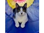 Shortstack, Domestic Shorthair For Adoption In Los Angeles, California
