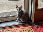 Lily, Domestic Shorthair For Adoption In Hinckley, Illinois