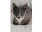 Fusilli, Domestic Shorthair For Adoption In Oradell, New Jersey