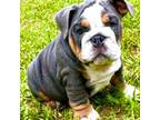 Bulldog Puppy for sale in Winter Park, FL, USA