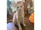 Saint Claire, Domestic Shorthair For Adoption In Los Angeles, California