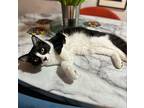 Crux, Domestic Shorthair For Adoption In Los Angeles, California