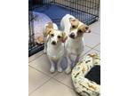 O.b., Jack Russell Terrier For Adoption In Philadelphia, Pennsylvania