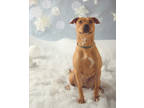 Pinto Bean, Terrier (unknown Type, Small) For Adoption In Philadelphia
