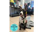 Skye, American Pit Bull Terrier For Adoption In Philadelphia, Pennsylvania