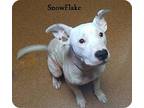 Snowflake, American Pit Bull Terrier For Adoption In Cookeville, Tennessee