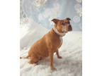 Small Girl, American Pit Bull Terrier For Adoption In Philadelphia, Pennsylvania