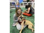 Biscuit, American Pit Bull Terrier For Adoption In Philadelphia, Pennsylvania