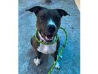 Mariah, American Pit Bull Terrier For Adoption In Philadelphia, Pennsylvania