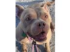 Cinderella, American Pit Bull Terrier For Adoption In Philadelphia, Pennsylvania
