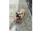 Cake Batter, American Pit Bull Terrier For Adoption In Philadelphia