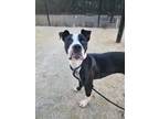 Oreo, American Pit Bull Terrier For Adoption In Philadelphia, Pennsylvania