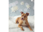 Bella, American Pit Bull Terrier For Adoption In Philadelphia, Pennsylvania
