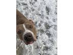 Linus, American Pit Bull Terrier For Adoption In Philadelphia, Pennsylvania