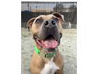 Thor, American Pit Bull Terrier For Adoption In Philadelphia, Pennsylvania