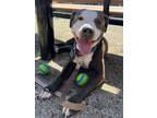 Zulu, American Pit Bull Terrier For Adoption In Philadelphia, Pennsylvania