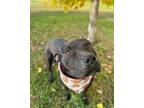 Kculli, American Pit Bull Terrier For Adoption In Philadelphia, Pennsylvania