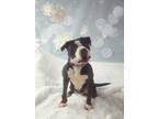 Pluto, American Pit Bull Terrier For Adoption In Philadelphia, Pennsylvania