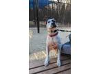Patches, American Pit Bull Terrier For Adoption In Philadelphia, Pennsylvania