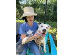 Koji, American Pit Bull Terrier For Adoption In Philadelphia, Pennsylvania