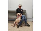 Wiggles, American Pit Bull Terrier For Adoption In Philadelphia, Pennsylvania