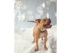 Handsome, American Pit Bull Terrier For Adoption In Philadelphia, Pennsylvania