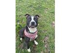 Tommy, American Pit Bull Terrier For Adoption In Philadelphia, Pennsylvania