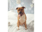 Lucius, American Pit Bull Terrier For Adoption In Philadelphia, Pennsylvania